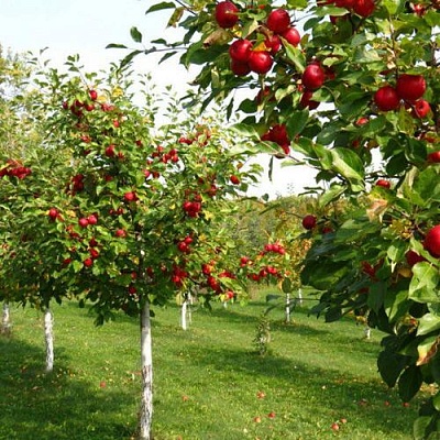 Плодовые деревья в Саратове