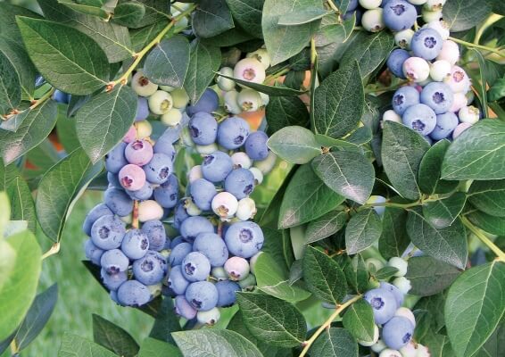 Голубика садовая