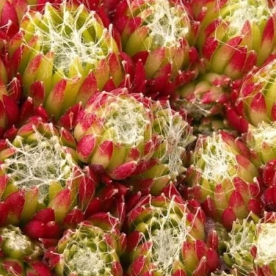 Молодило ХУКЕРА в Саратове