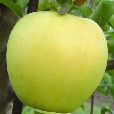 Яблоня ГОЛДЕН ДЕЛИШЕС в Саратове