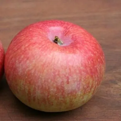 Яблоня КОНФЕТНОЕ в Саратове