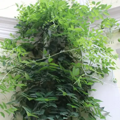 Глициния макростахия БЛЮ МУН в Саратове