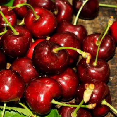 Черешня САММИТ в Саратове