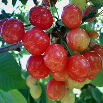 Черешня КРАСАВИЦА в Саратове