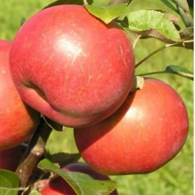 Яблоня РЕДКРАФТ в Саратове
