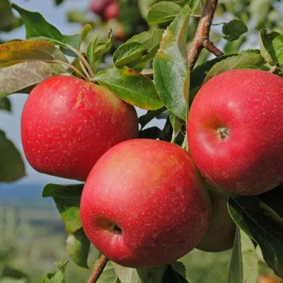 Яблоня ГАЛА МАСТ в Саратове