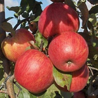 Яблоня ПЕРСИКОВАЯ в Саратове