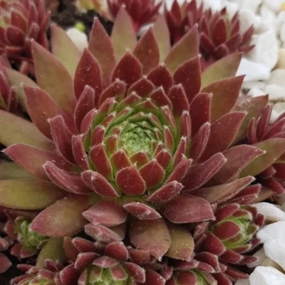 Молодило ЛЮФТШПРУНГ в Саратове