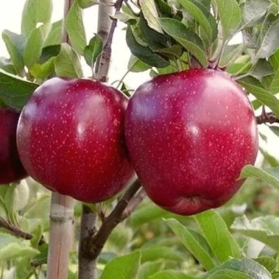 Яблоня РЕД ПРИНЦ в Саратове