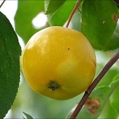 Яблоня КИТАЙКА ЖЁЛТАЯ колонновидная в Саратове