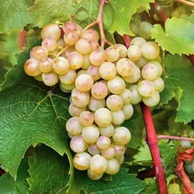 Виноград КРИСТАЛЛ в Саратове