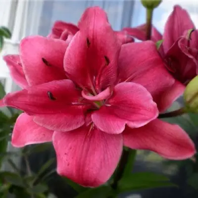 Лилия БЛАД БРАЗЕРЗ азиатская махровая в Саратове