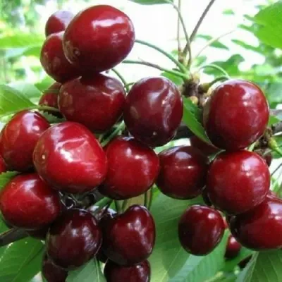 Черешня ГРОНКОВАЯ в Саратове