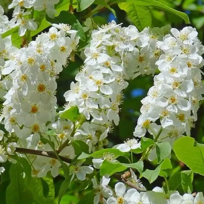 Черемуха ЧАЙКА в Саратове