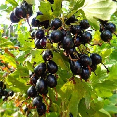 Смородина золотистая ОВАЛЬНАЯ в Саратове