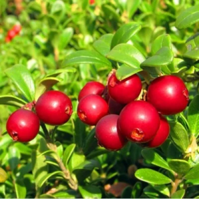 Брусника садовая РЕД ПЕРЛ в Саратове