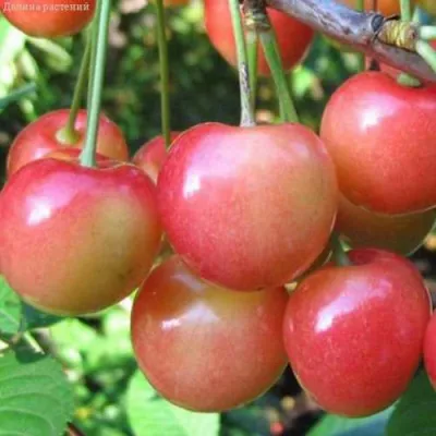 Черешня ЮЛИЯ в Саратове