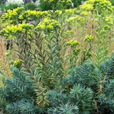 Очиток (седум) отогнутый в Саратове