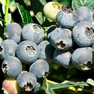 Голубика ЧАНДЛЕР в Саратове