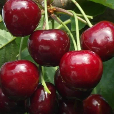 Черешня ГРОНКОВАЯ в Саратове