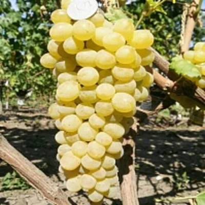 Виноград КИШМИШ ЗОЛОТЦЕ в Саратове
