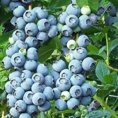 Голубика НОРТЛАНД в Саратове