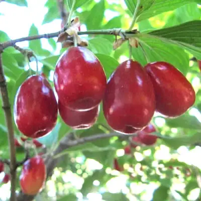 Кизил ЛУКЬЯНОВСКИЙ в Саратове