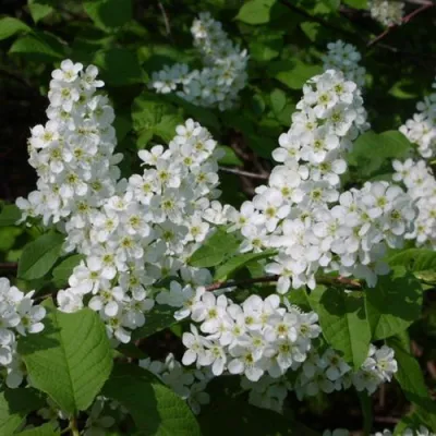 Черемуха ПАМЯТИ САЛАМАТОВА в Саратове