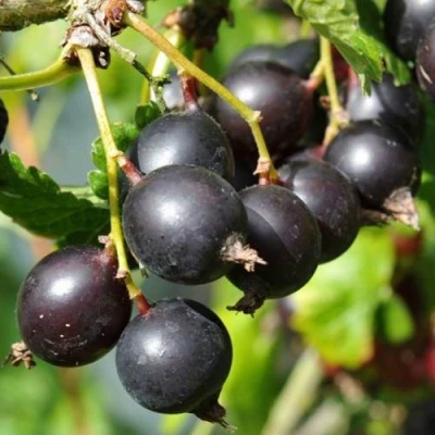 ЙОШТА в Саратове