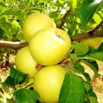 Яблоня ГОЛДЕН ДЕЛИШЕС в Саратове