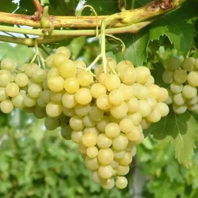 виноград Цитронный Магарача