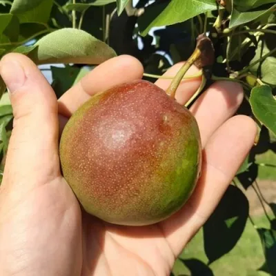 Груша КУПАЛА в Саратове