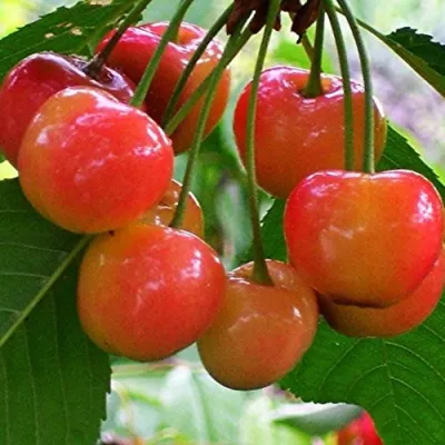 Черешня КРАСАВИЦА в Саратове