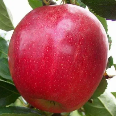 Яблоня ГАЛА МАСТ в Саратове