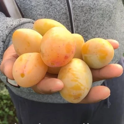 Слива ЯХОНТОВАЯ в Саратове