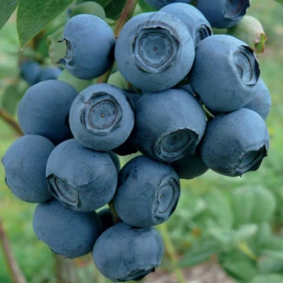 Голубика РУБЕЛ в Саратове