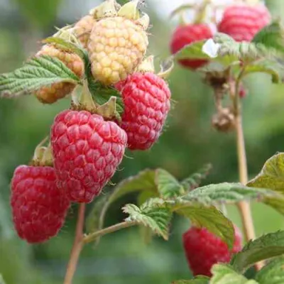 Малина МОЛЛИНГ ДЖУНО в Саратове