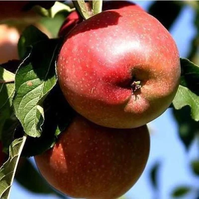 Яблоня АНТЕЙ КИЕВСКИЙ колонновидная в Саратове