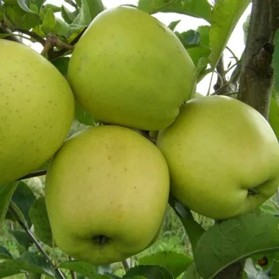 Яблоня КОШТЕЛЯ в Саратове