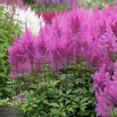 Астильба АМЕТИСТ Арендса в Саратове