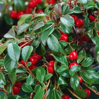 Кизильник Даммера в Саратове