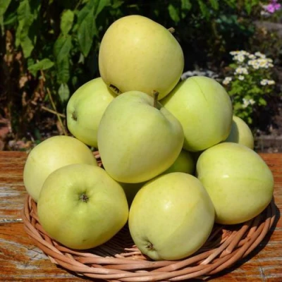 Яблоня ПАПИРОВКА в Саратове