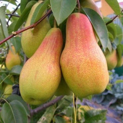 груша Чудесница