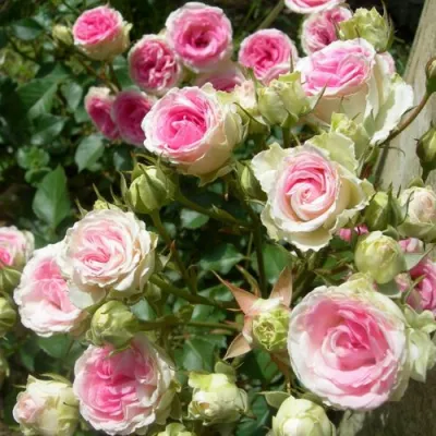 Роза МИМИ ЭДЕН спрей в Саратове