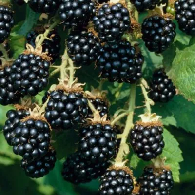 Ежевика БЛЭК САТИН бесшипная в Саратове