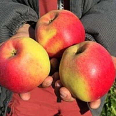 Яблоня СОКОЛОВСКОЕ стелющаяся в Саратове