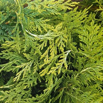 Кипарисовик САНКИСТ лавсона в Саратове