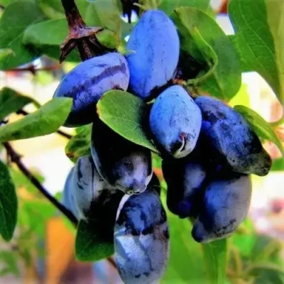 саженцы жимолости голубое сокровище