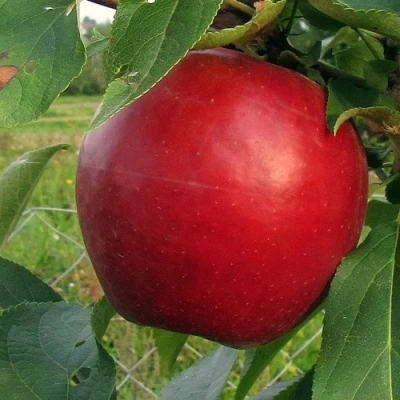 Яблоня РЕДФРИ в Саратове