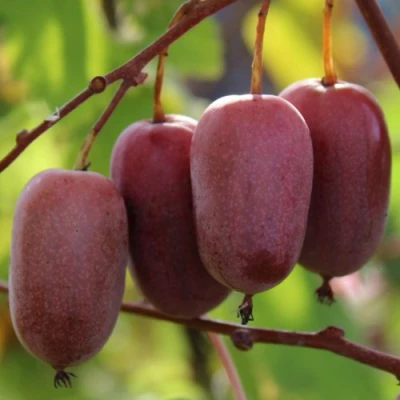 Актинидия ПУРПУРНО САДОВАЯ  аргута в Саратове